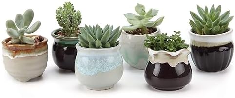 T4U Mini Ceramic Succulent Pots Set of 6