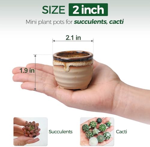 T4U Mini Ceramic Succulent Pots Set of 6
