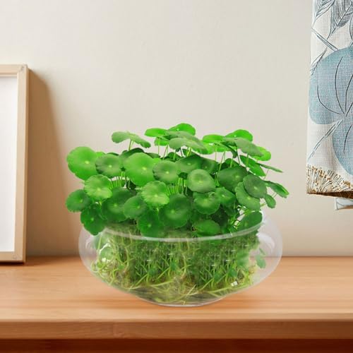 Alipis Round Glass Fish Bowl - 787 x 98 Decorative Terrarium Vase for Succulents Air Plants and Candles