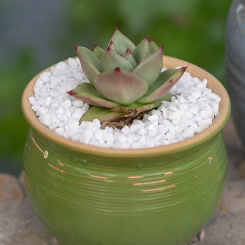 HappyFiller Decorative White Gravel for Plants and Aquariums
