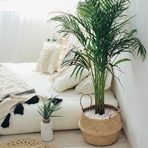 GASPRO 5lb White Pebbles for Decorative Use