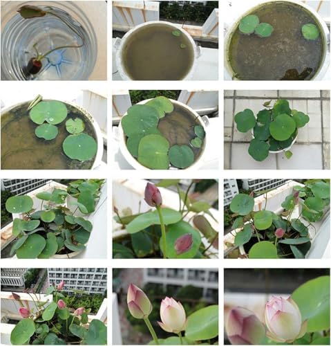 10pcs Pre-Sprouted Mixed Color Bonsai Bowl Lotus