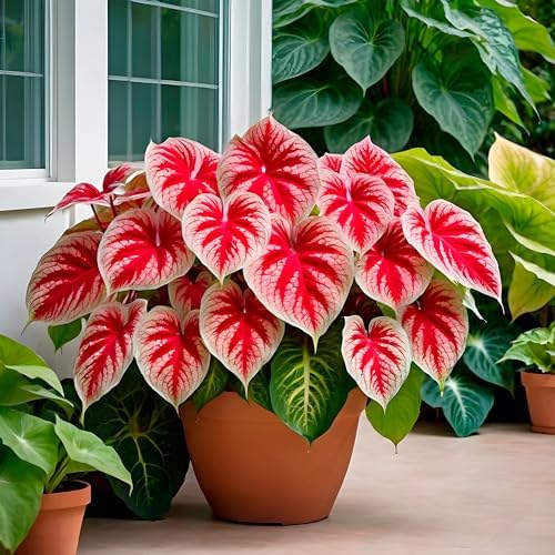 6 Crimson Sky Caladium Bulbs for Planting