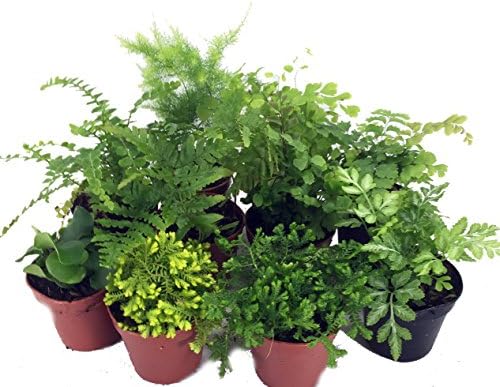 Hirts Gardens Mini Ferns Terrariums Fairy Garden 10 Plants 2 Pots