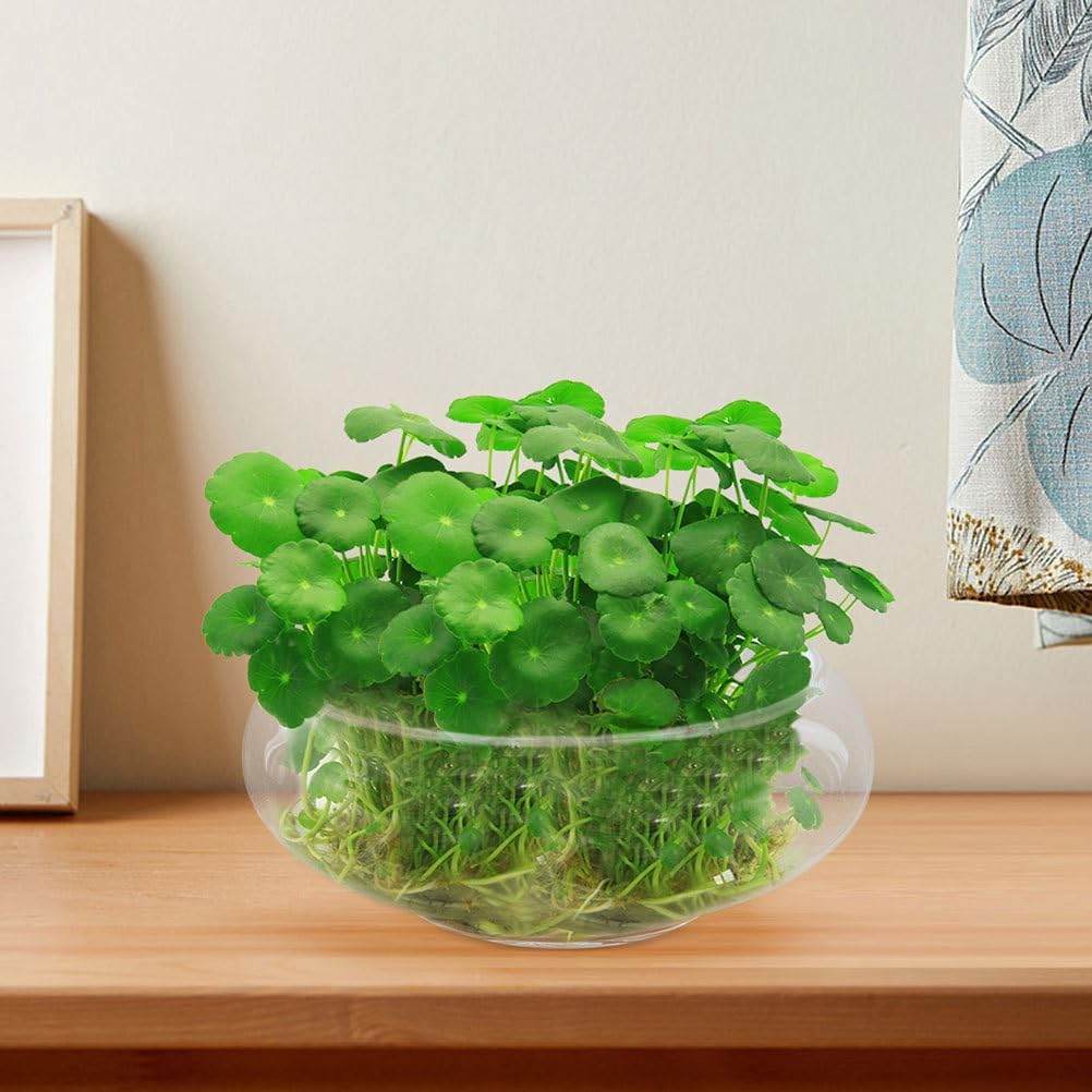 Alipis Round Glass Fish Bowl - 787 x 98 Decorative Terrarium Vase for Succulents Air Plants and Candles